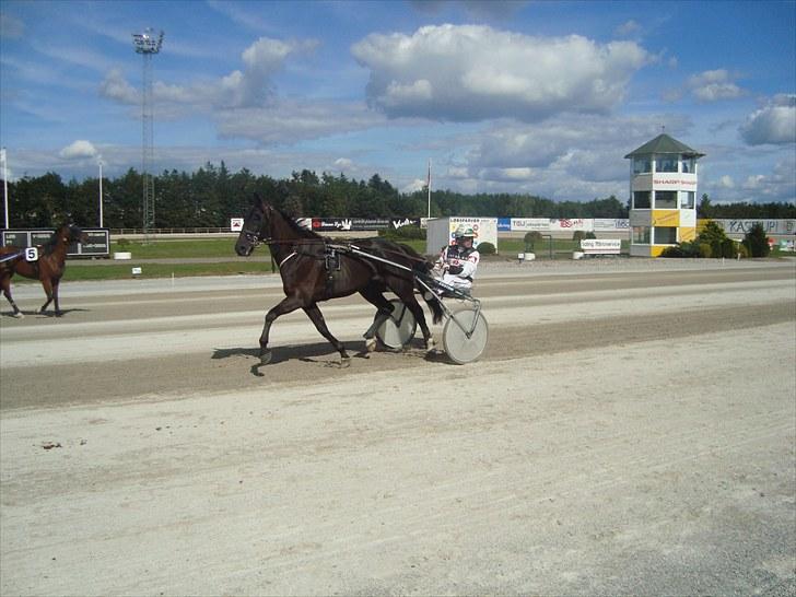 Skive travbane billede 275