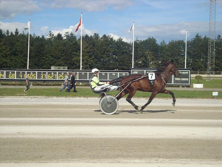 Skive travbane billede 276