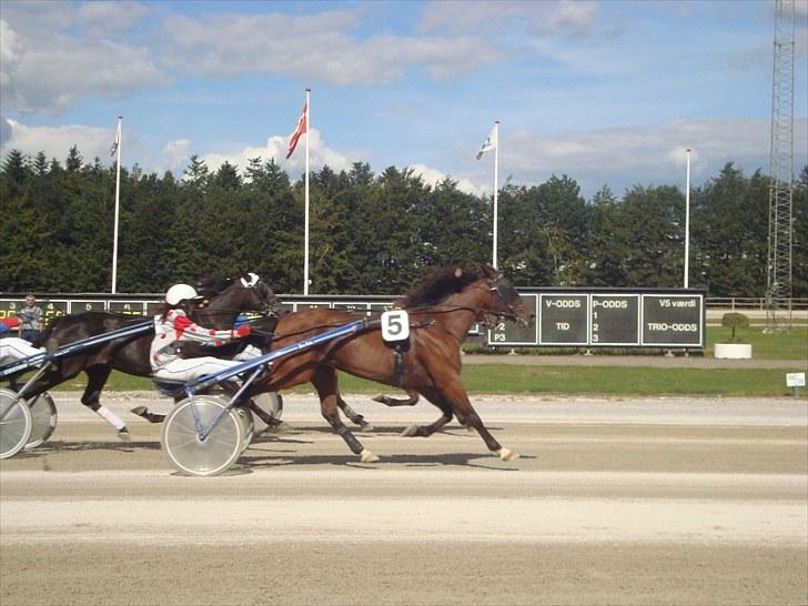 Skive travbane billede 277