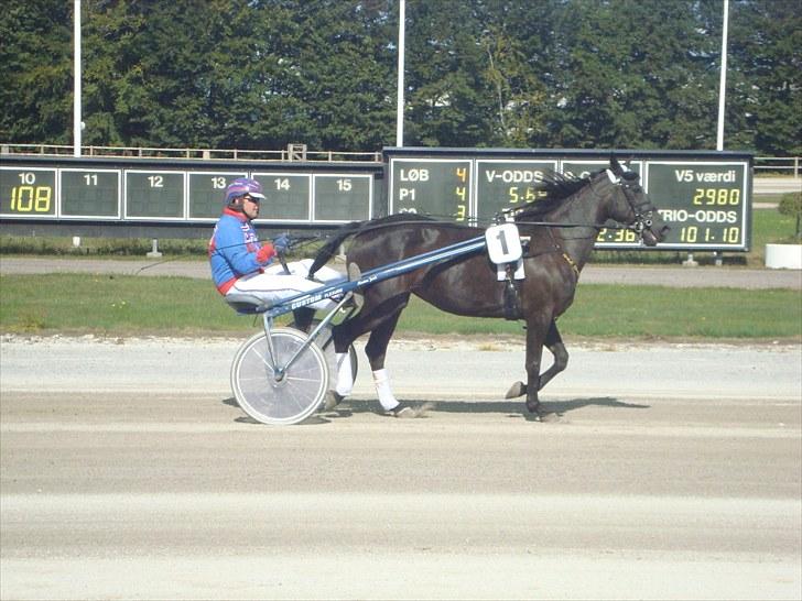 Skive travbane billede 281