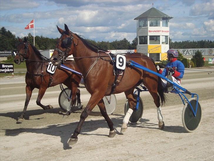 Skive travbane billede 282