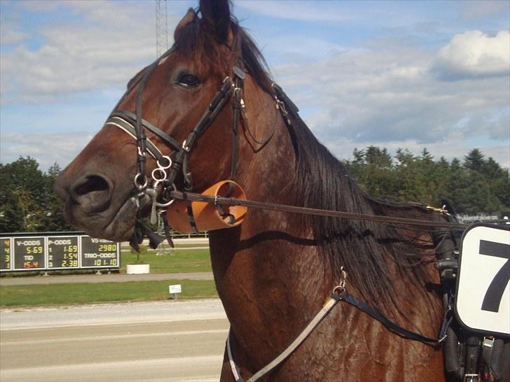 Skive travbane billede 283