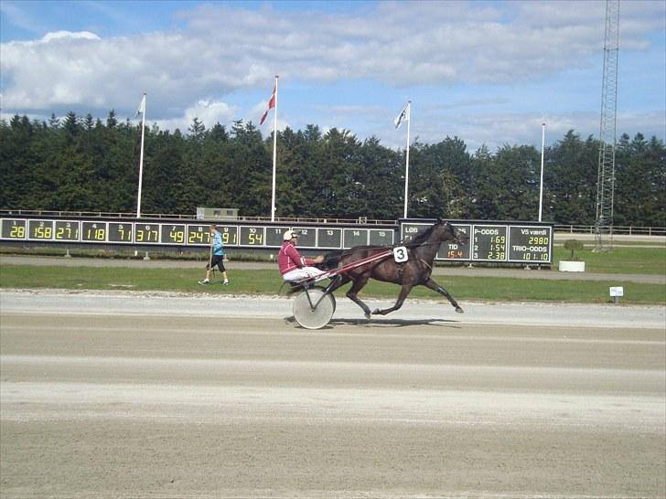 Skive travbane billede 288