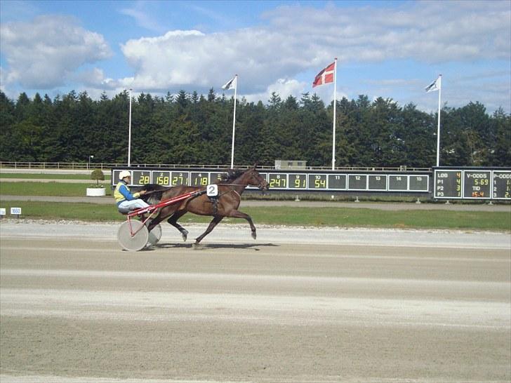 Skive travbane billede 290