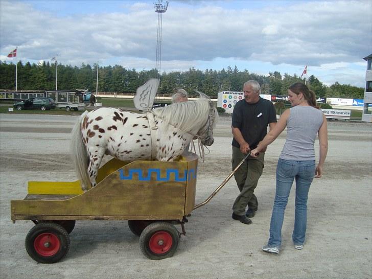 Skive travbane billede 294