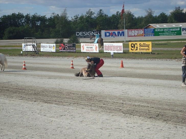 Skive travbane billede 295