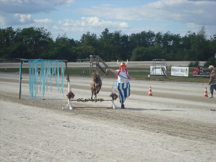 Skive travbane billede 296