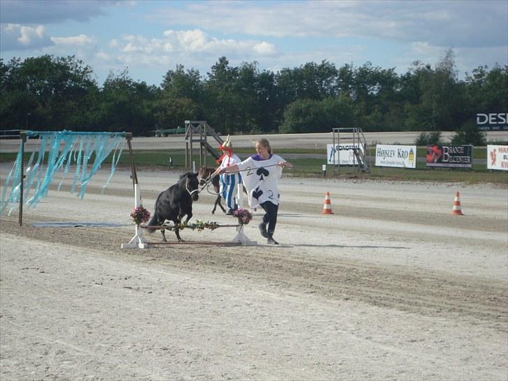 Skive travbane billede 297