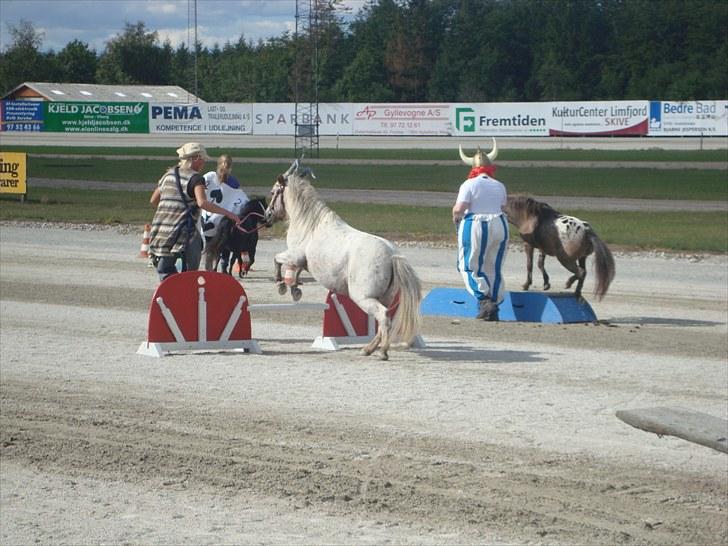 Skive travbane billede 298