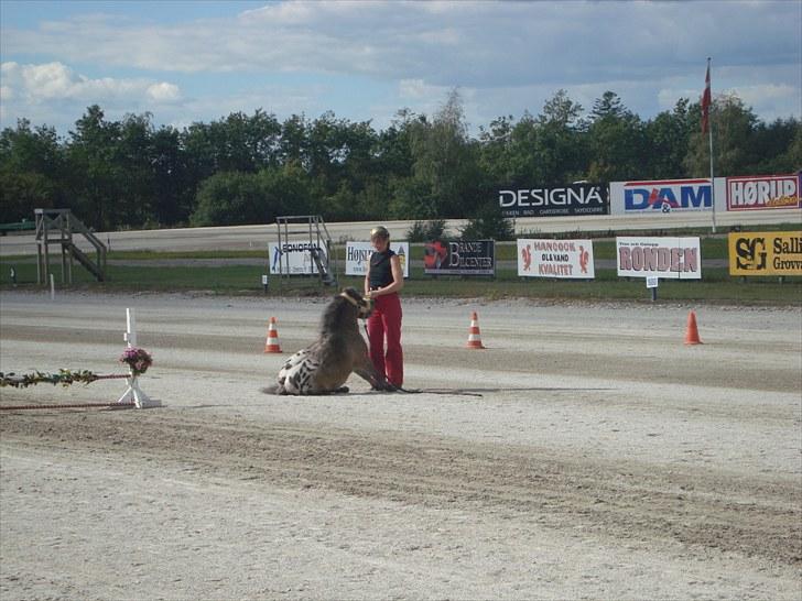 Skive travbane billede 299