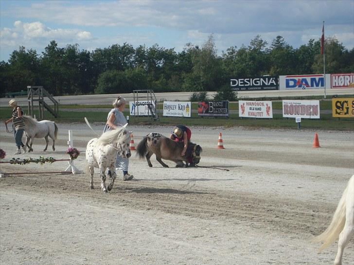 Skive travbane billede 300