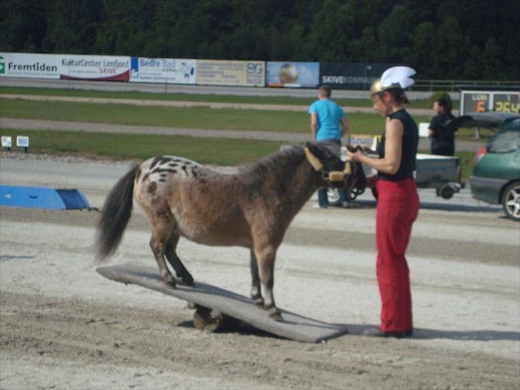 Skive travbane billede 301