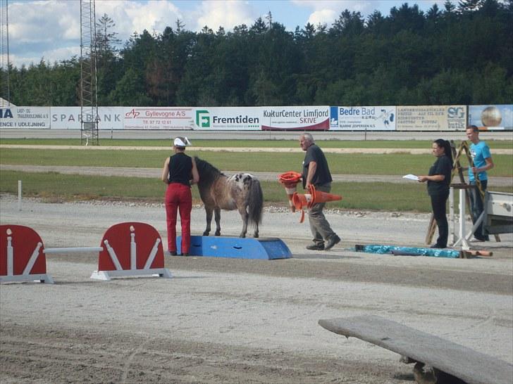 Skive travbane billede 303