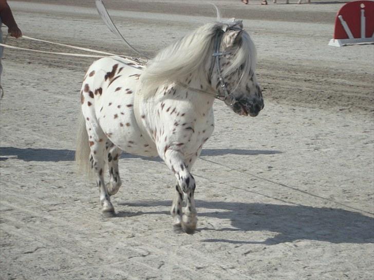 Skive travbane billede 305