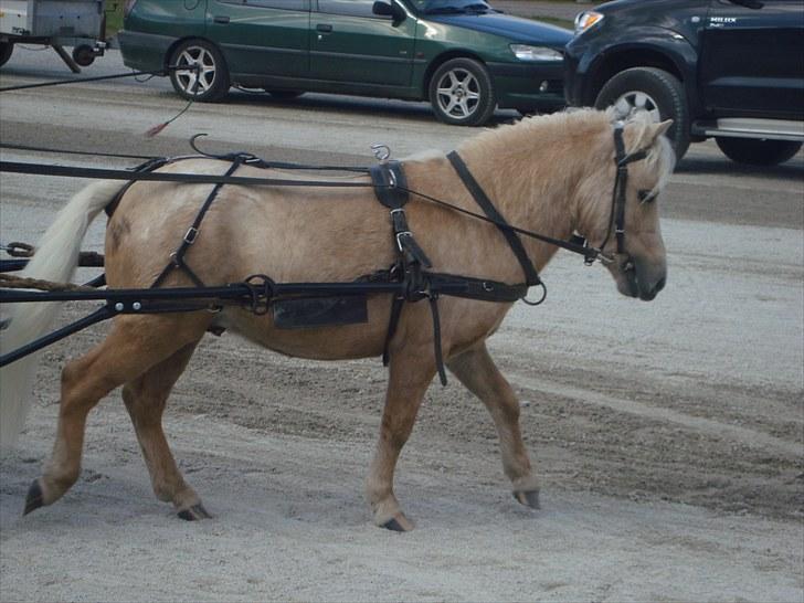 Skive travbane billede 307