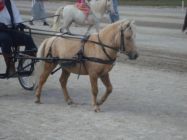 Skive travbane billede 308