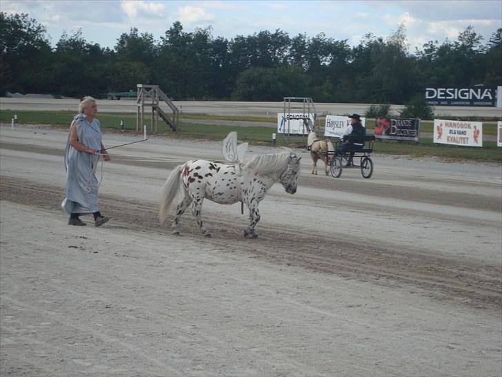 Skive travbane billede 311