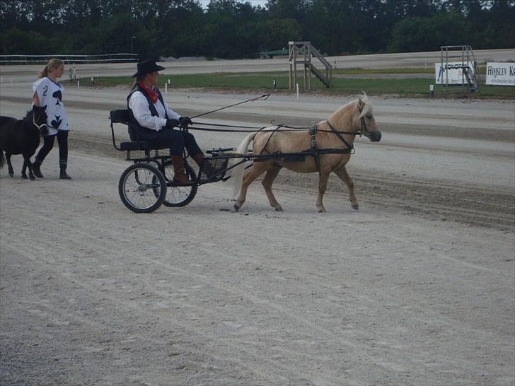 Skive travbane billede 314