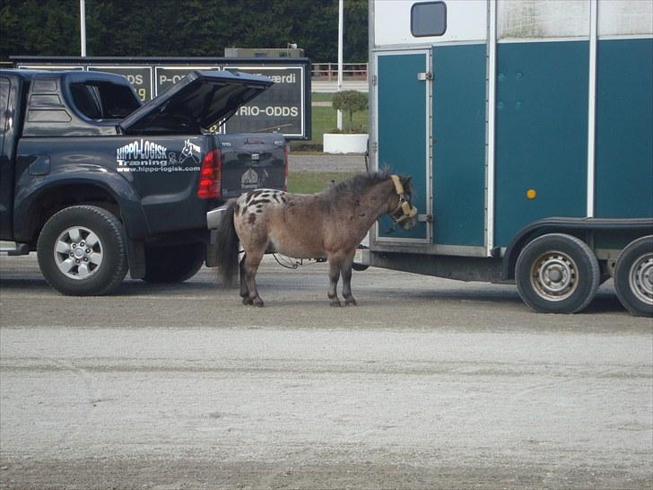 Skive travbane billede 318