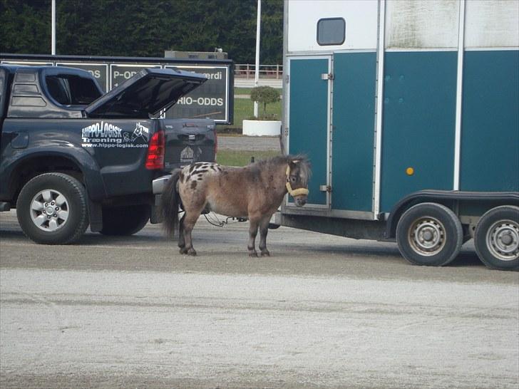 Skive travbane billede 319