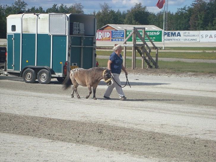 Skive travbane billede 320