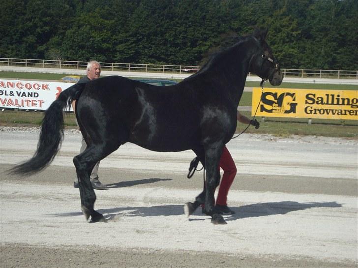 Skive travbane billede 321