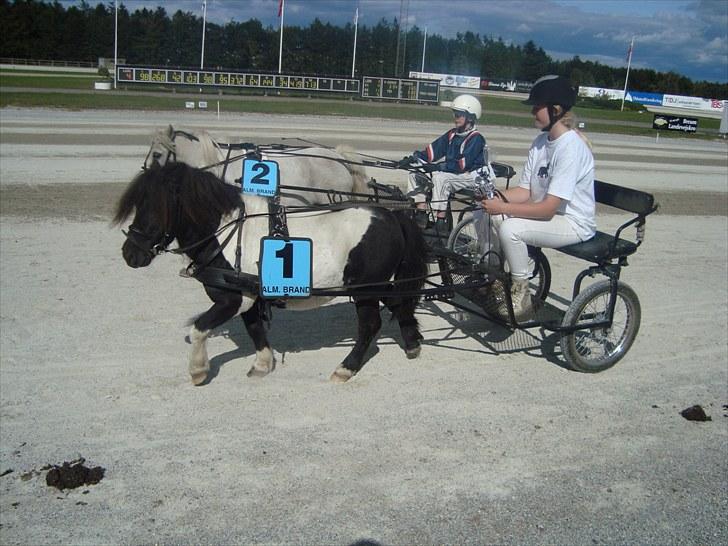 Skive travbane billede 323