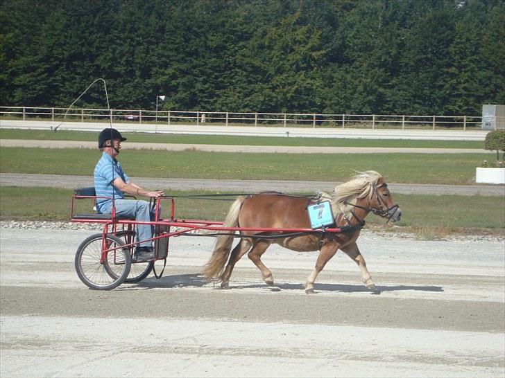 Skive travbane billede 324