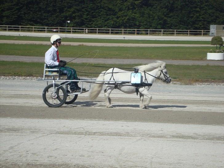 Skive travbane billede 325