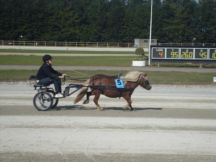 Skive travbane billede 326