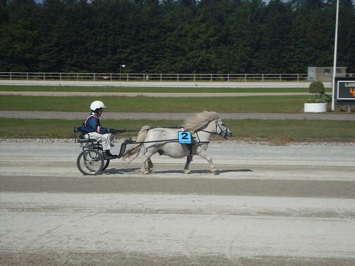 Skive travbane billede 327