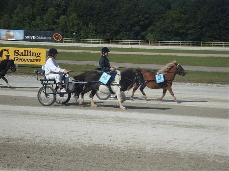 Skive travbane billede 328