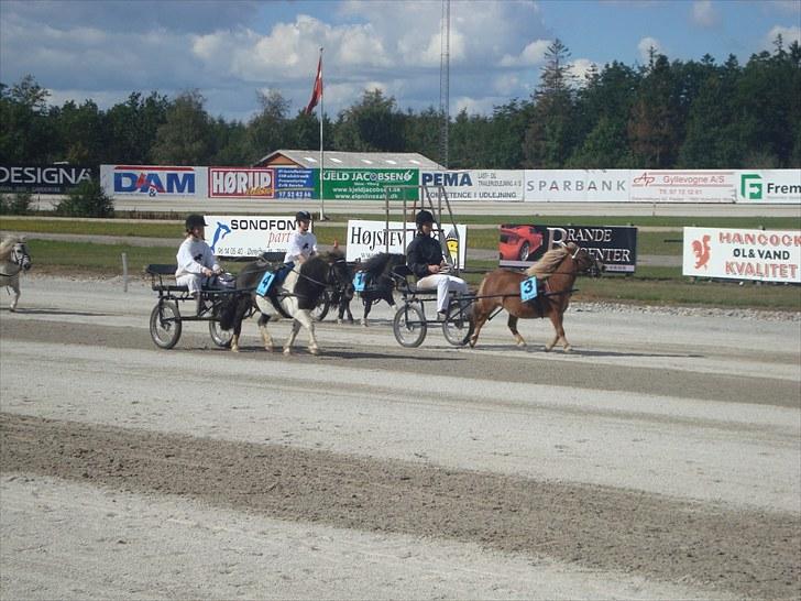 Skive travbane billede 329