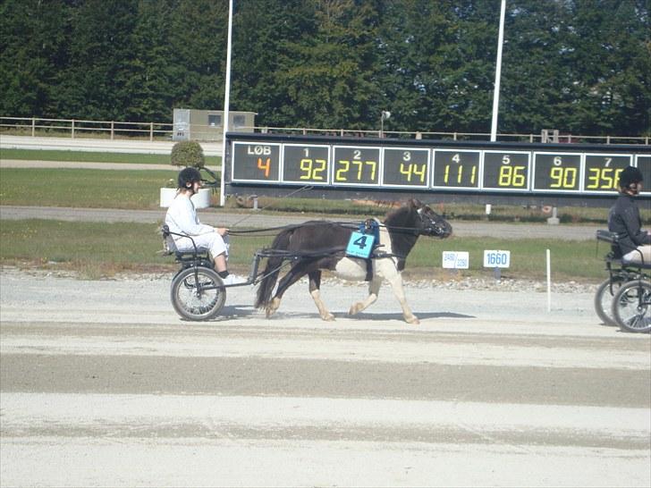 Skive travbane billede 330