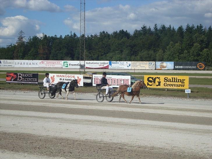 Skive travbane billede 331