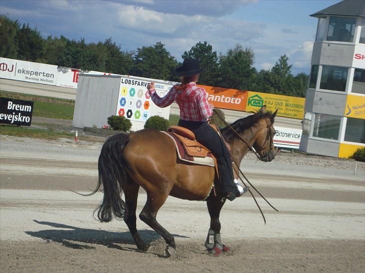 Skive travbane billede 333