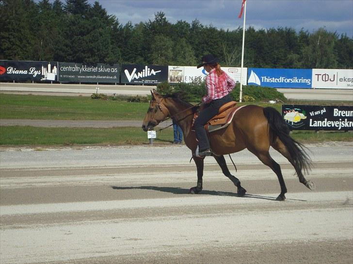 Skive travbane billede 336