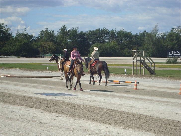 Skive travbane billede 338