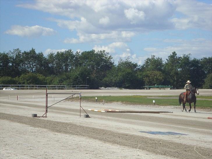 Skive travbane billede 342