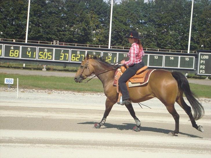 Skive travbane billede 343