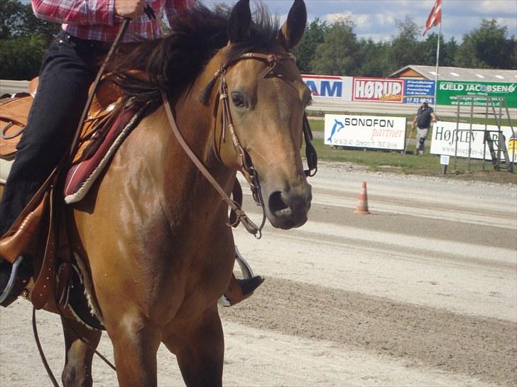 Skive travbane billede 344