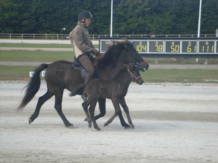 Skive travbane billede 346