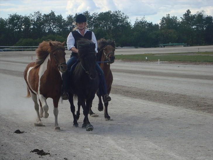 Skive travbane billede 347