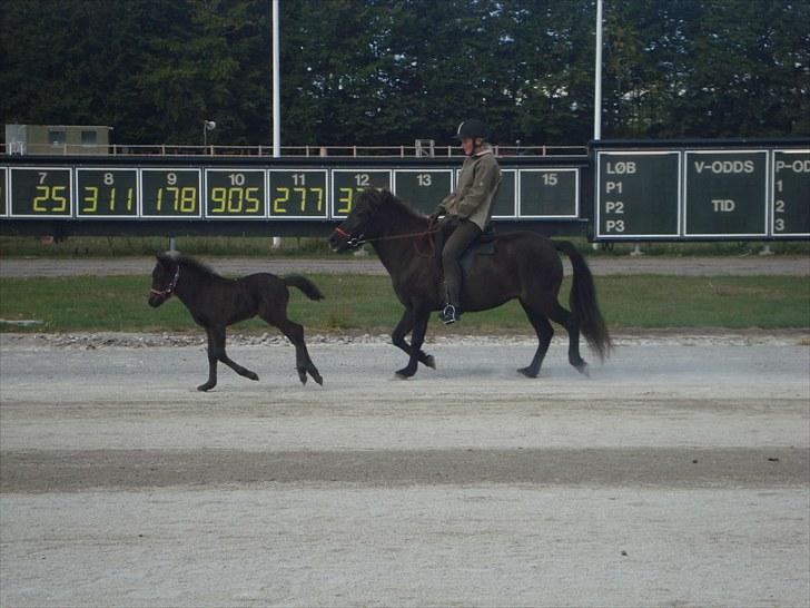 Skive travbane billede 353