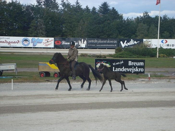 Skive travbane billede 354