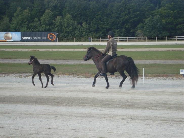 Skive travbane billede 357