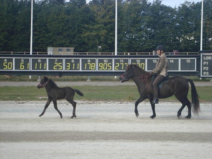 Skive travbane billede 358