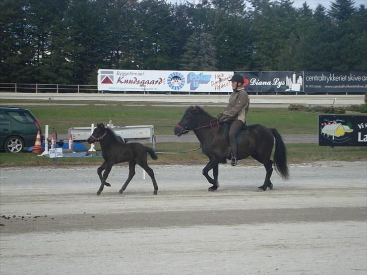 Skive travbane billede 359