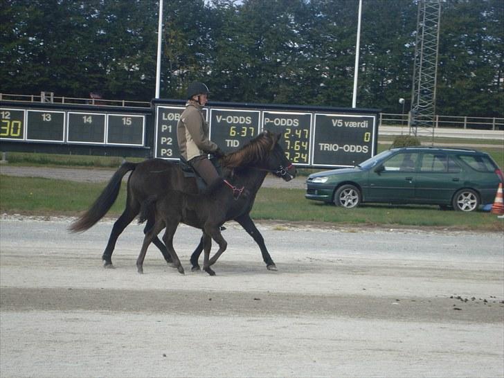 Skive travbane billede 361