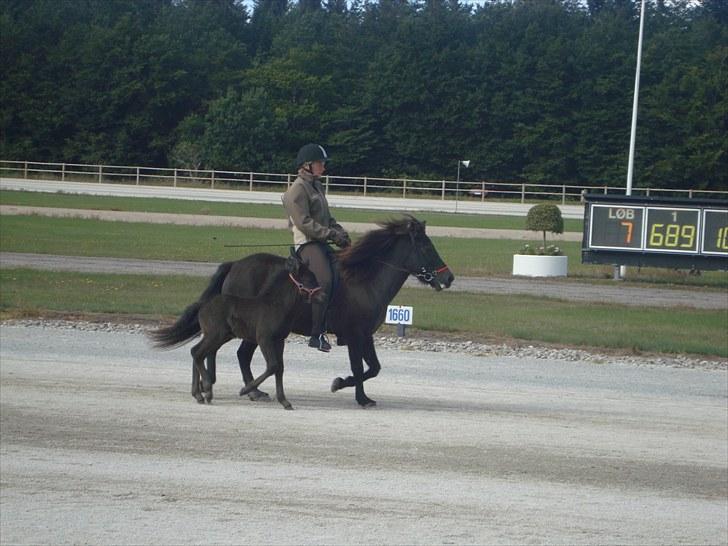 Skive travbane billede 362